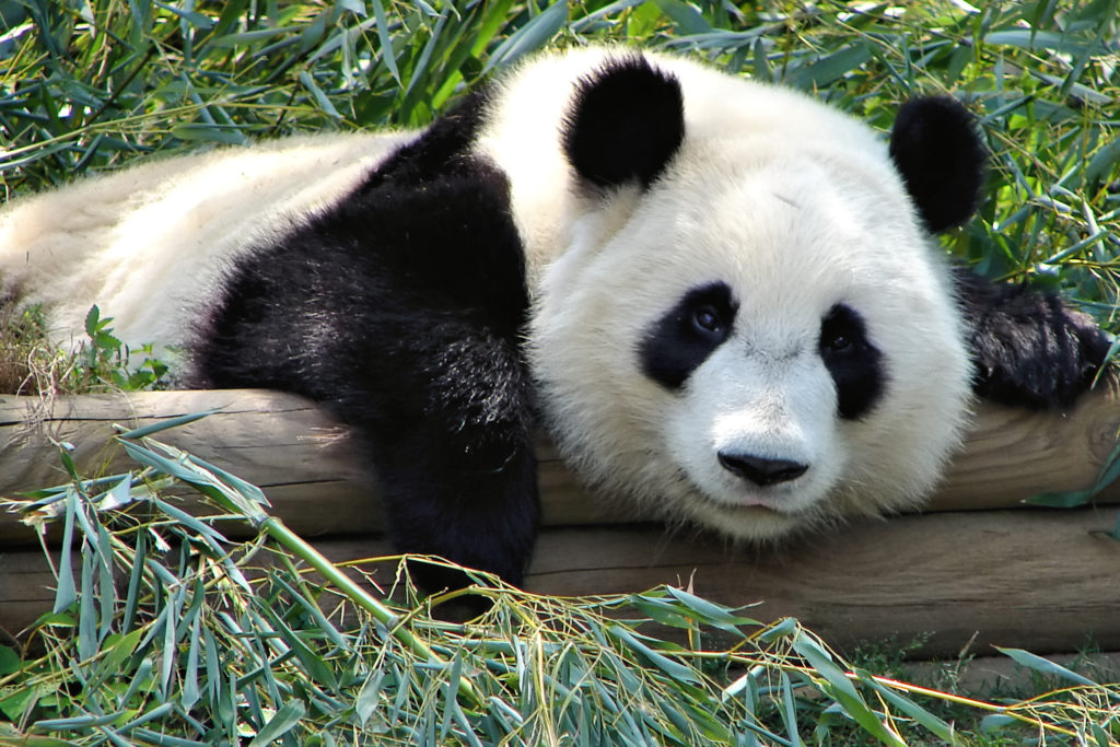 zoo Atlanta panda